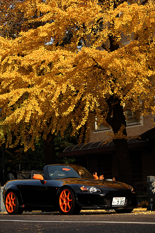 101128 prince1 DSC_6986.jpg